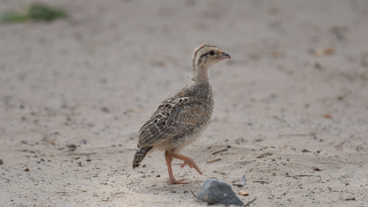 Gray Francolin - ML623906119