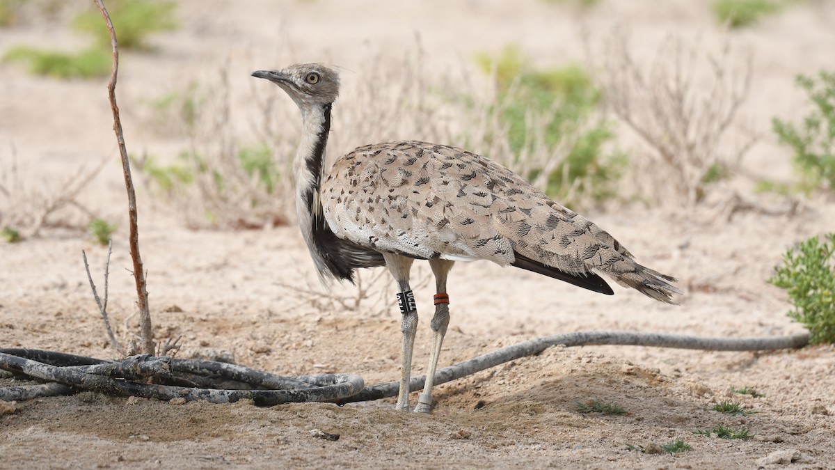 Asian Houbara - ML623906121