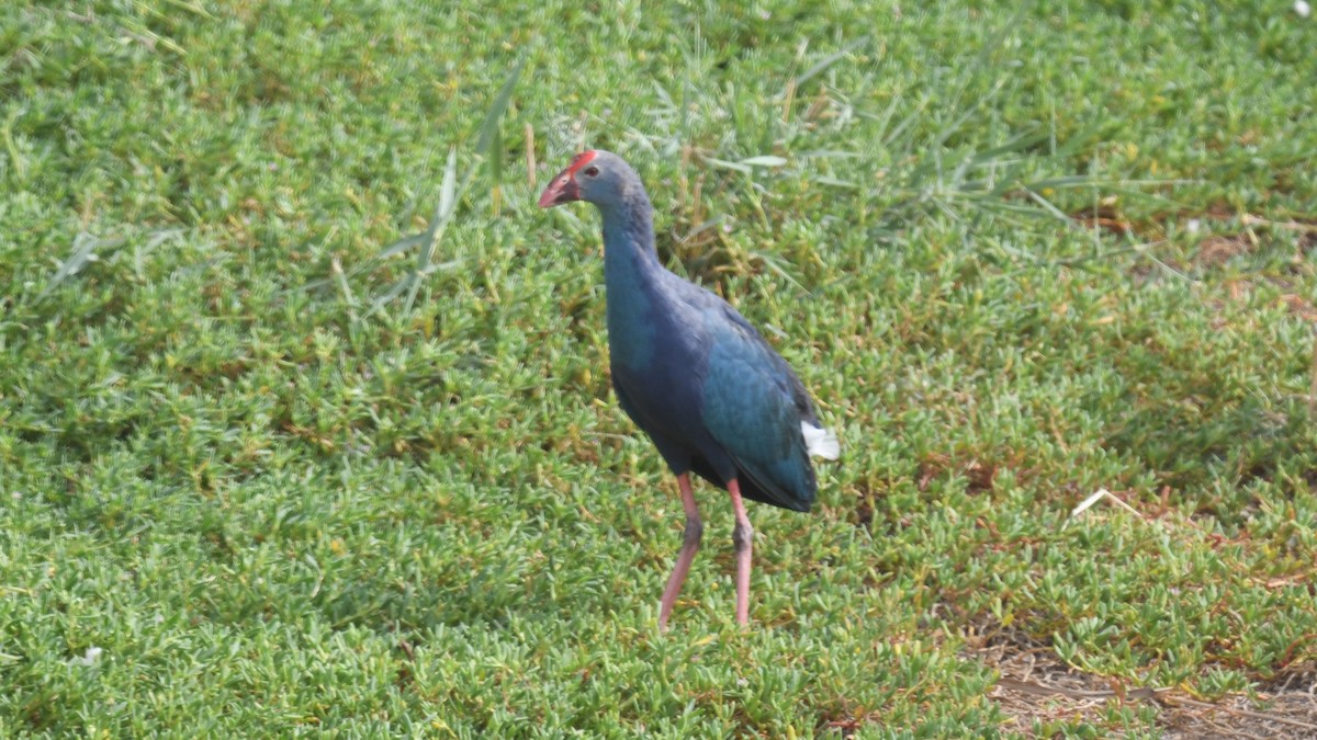 Gray-headed Swamphen - ML623906125