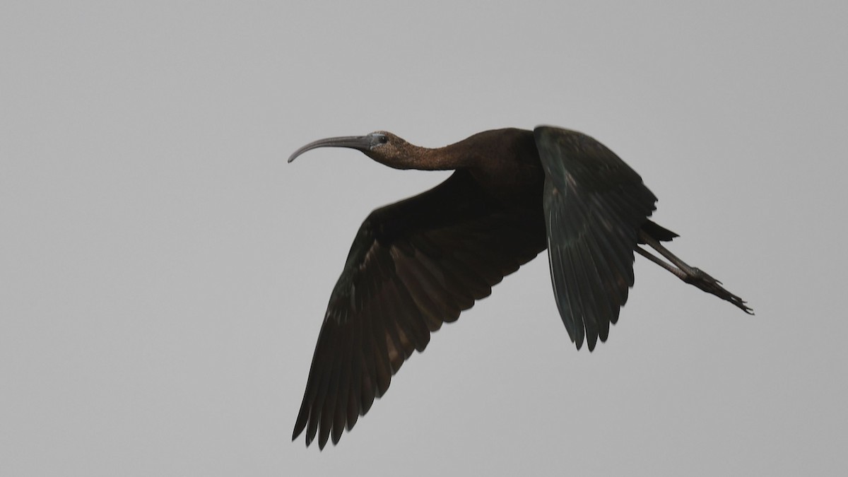 Glossy Ibis - ML623906126