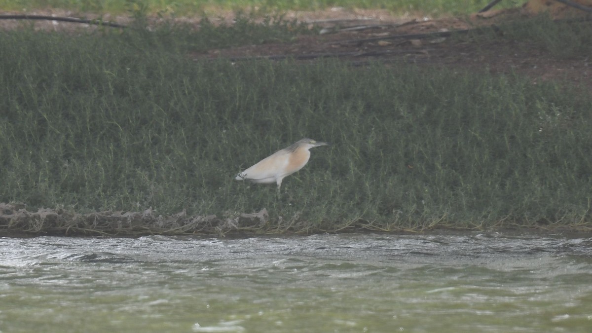 Squacco Heron - ML623906127