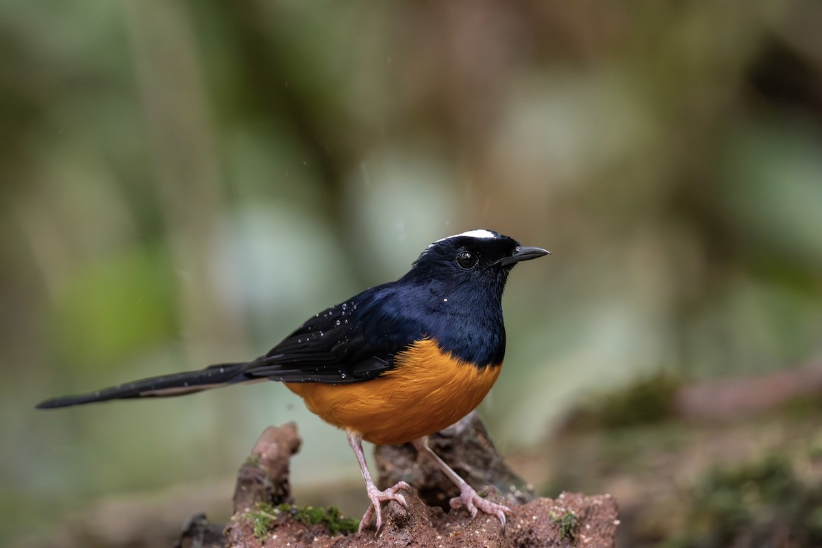 White-crowned Shama - ML623906129