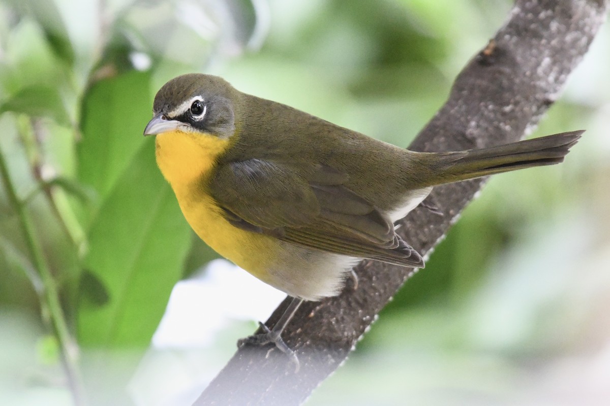 Yellow-breasted Chat (virens) - ML623906139