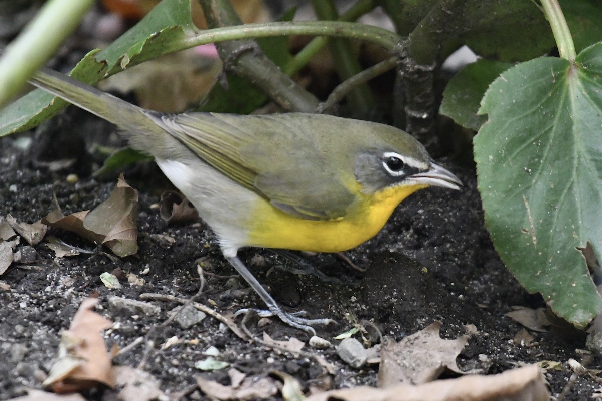 Yellow-breasted Chat (virens) - ML623906142