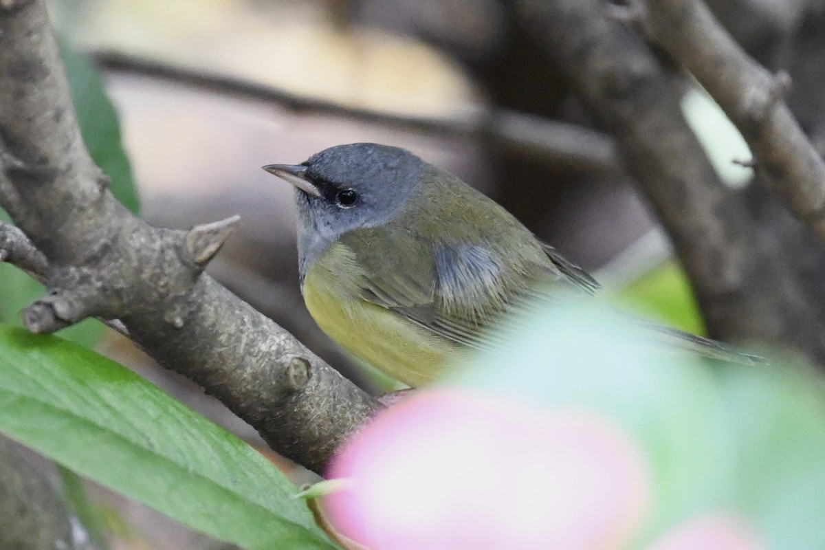 Mourning Warbler - ML623906147