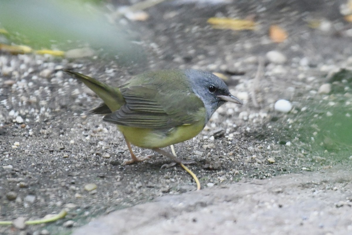 Mourning Warbler - ML623906148