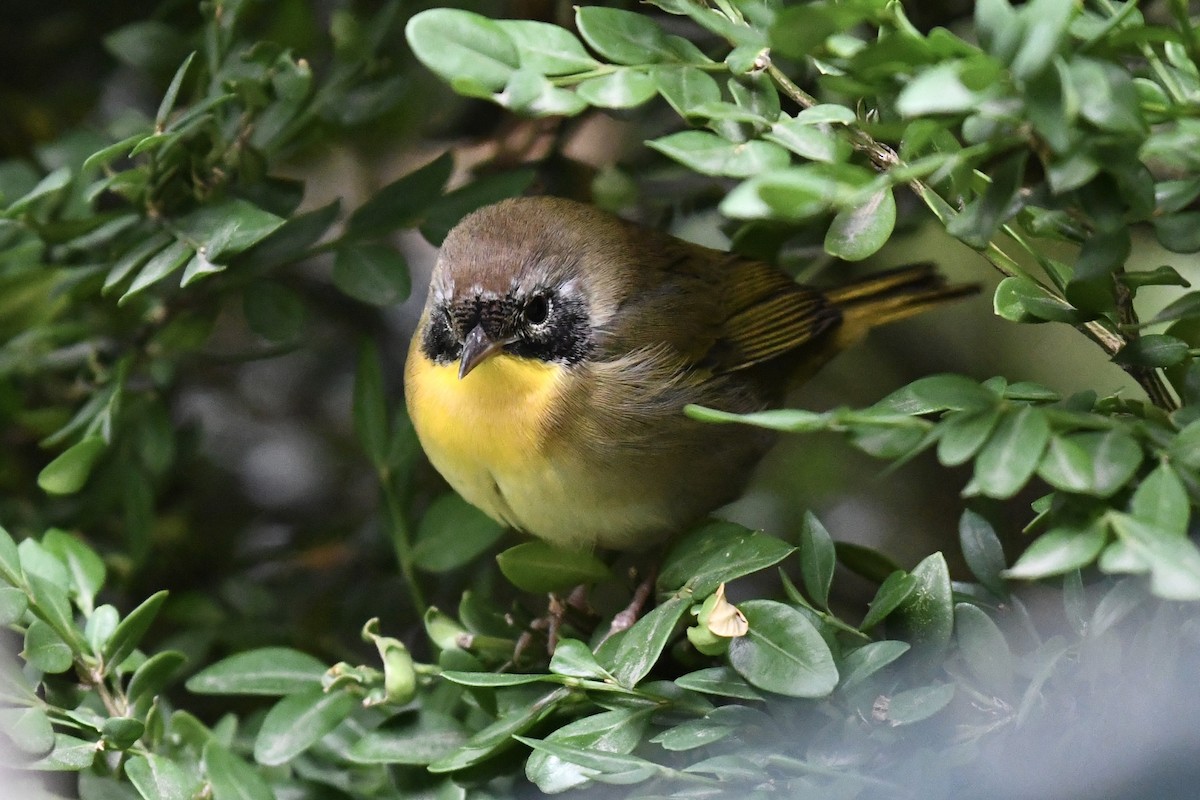 Common Yellowthroat - ML623906149