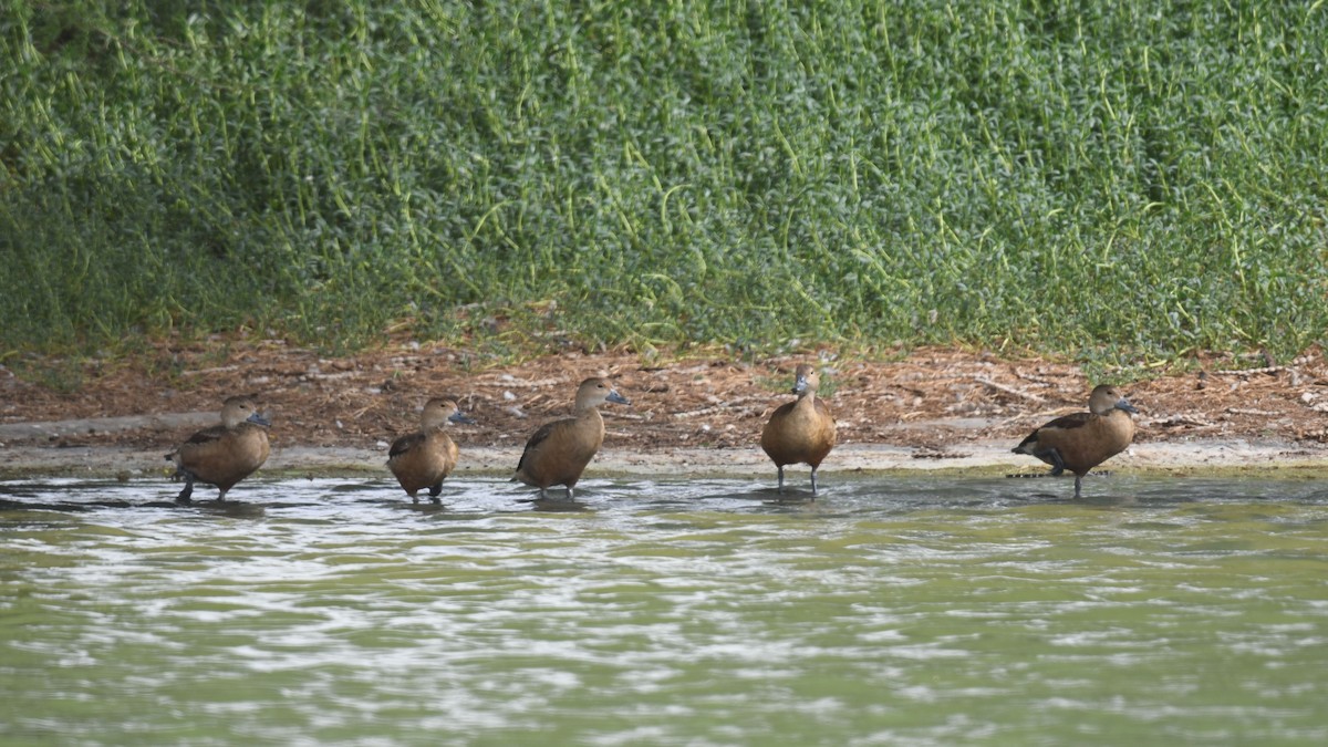 Fulvous Whistling-Duck - ML623906152