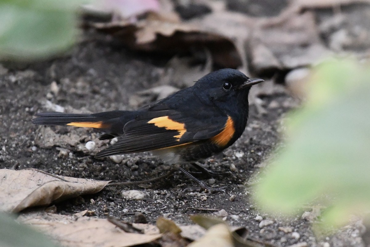 American Redstart - ML623906153