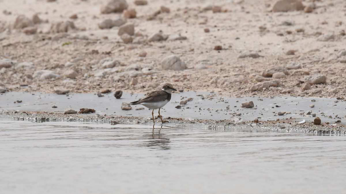 Little Ringed Plover - ML623906155