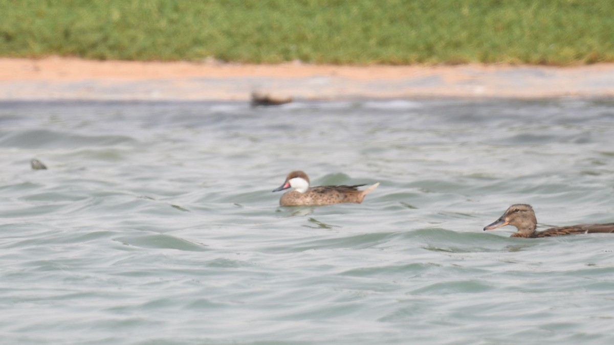 White-cheeked Pintail - ML623906156