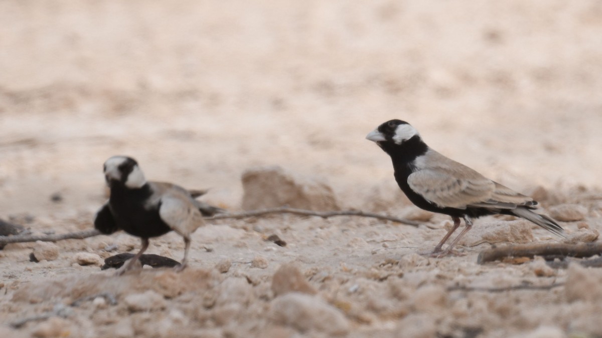 Black-crowned Sparrow-Lark - ML623906161