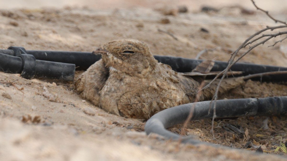 Egyptian Nightjar - ML623906163