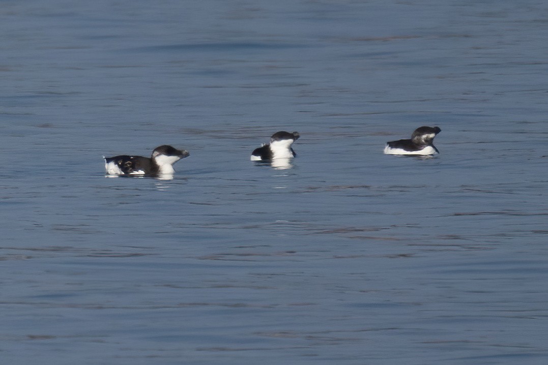 Razorbill - Mitch (Michel) Doucet