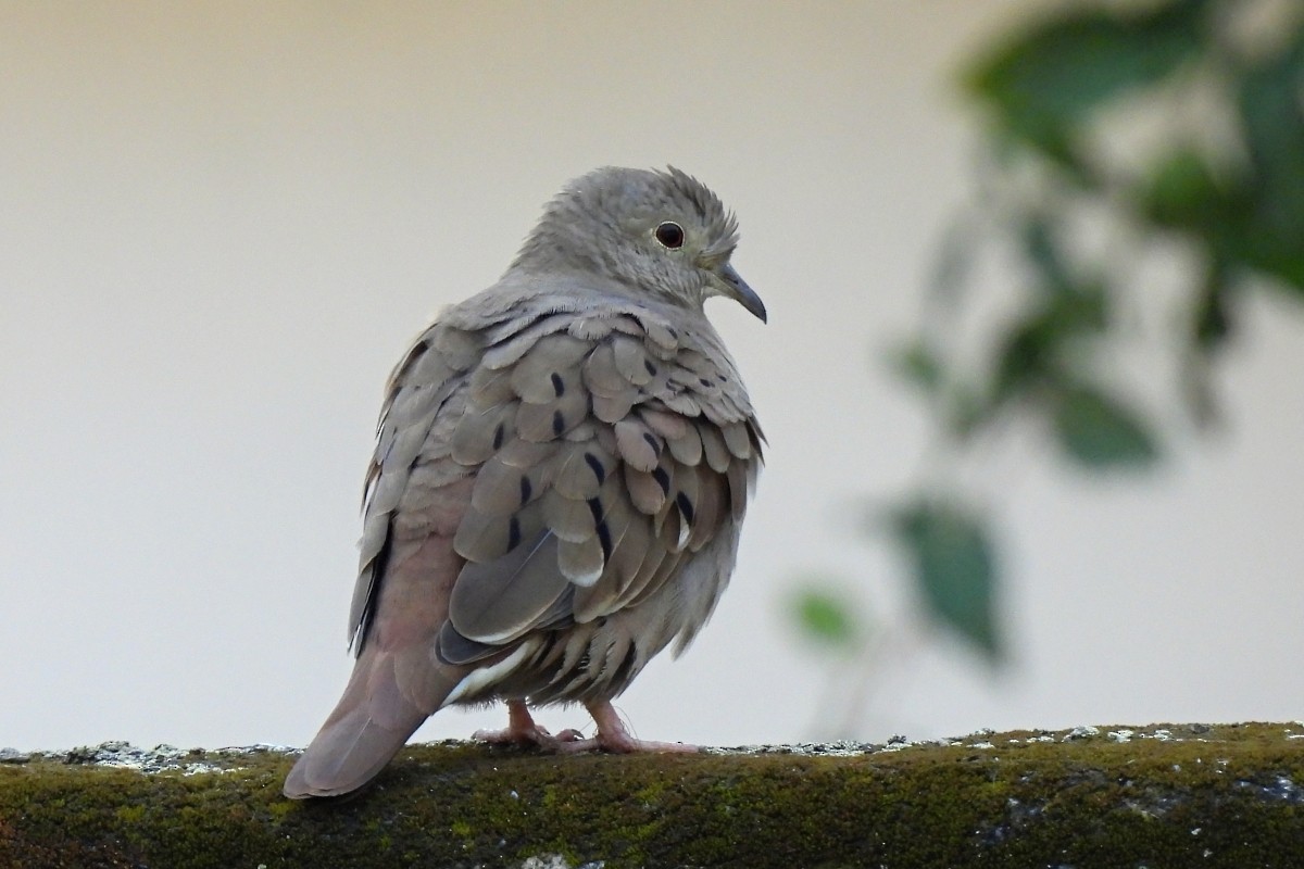 Ruddy Ground Dove - ML623906181