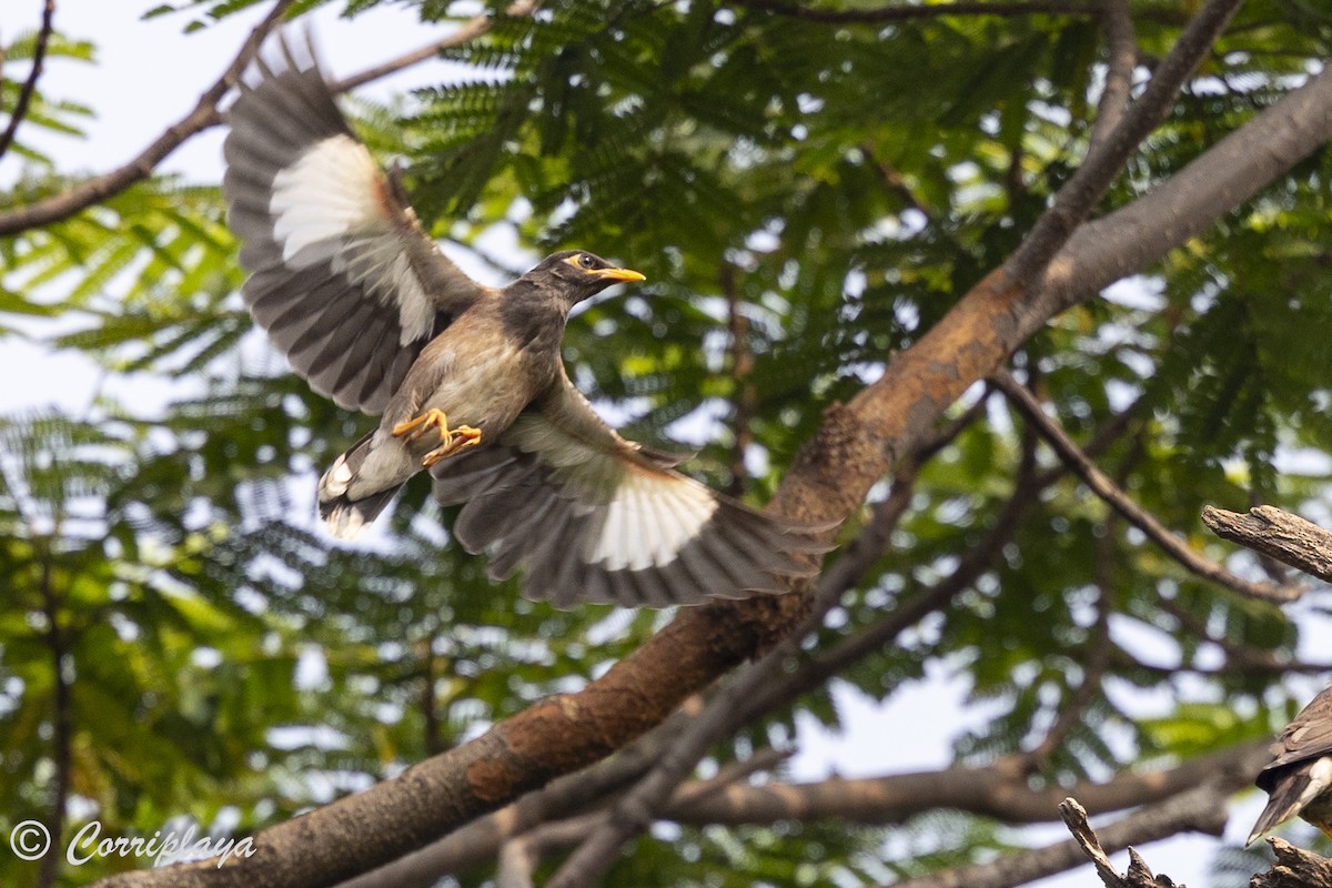 Common Myna - ML623906201