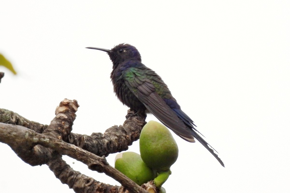 Swallow-tailed Hummingbird - ML623906217