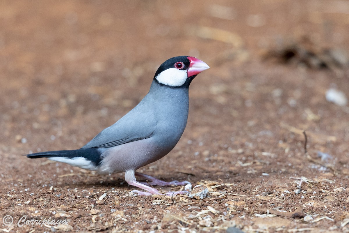 Java Sparrow - ML623906219