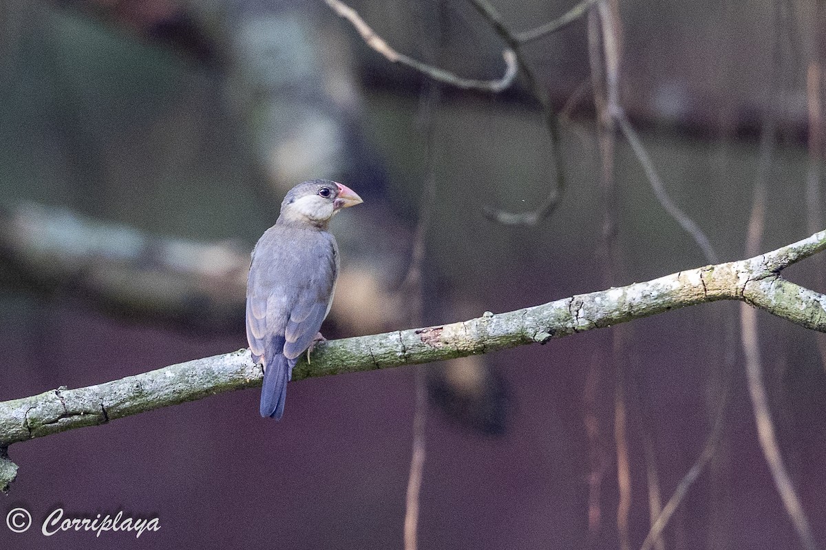 Java Sparrow - ML623906220