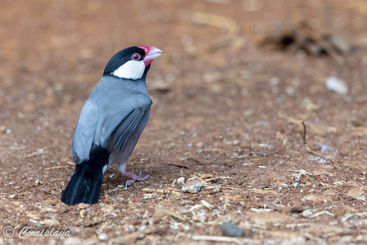 Java Sparrow - ML623906221