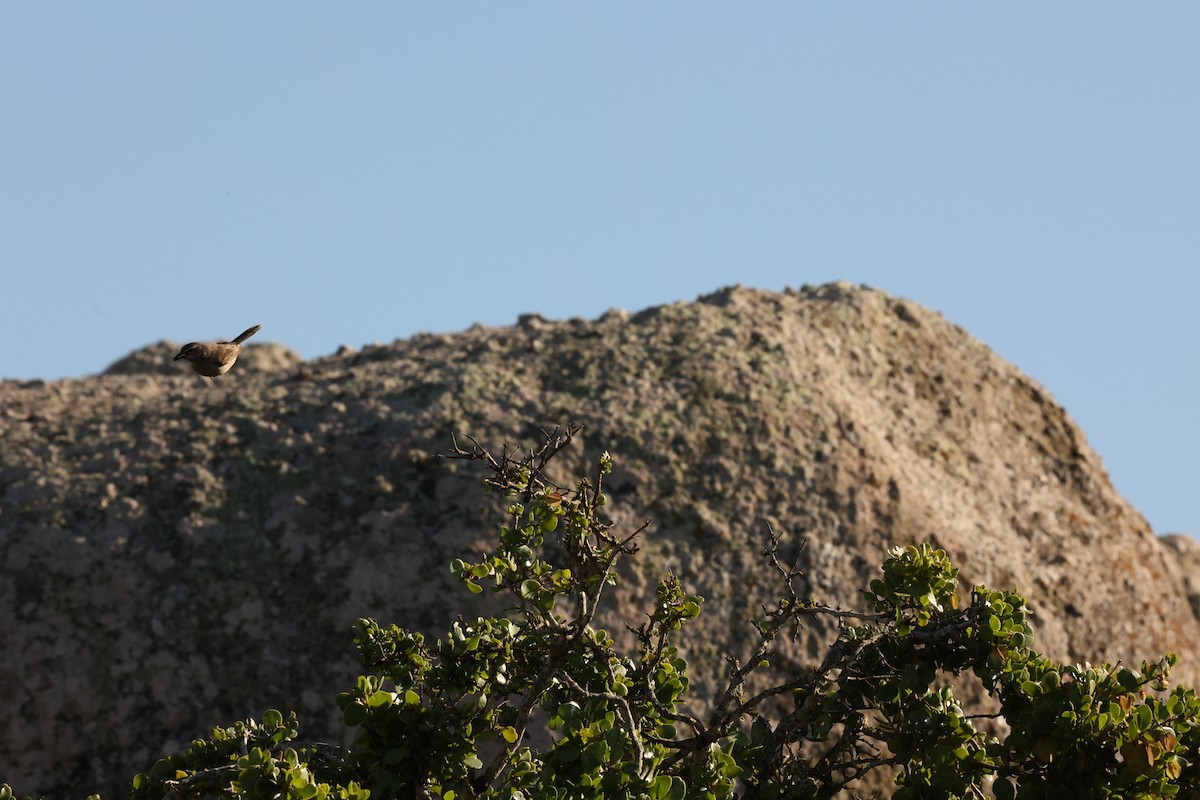 Karoo Scrub-Robin - ML623906232