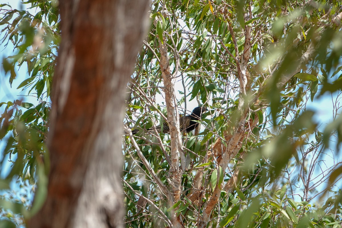 Pheasant Coucal (Pheasant) - ML623906247