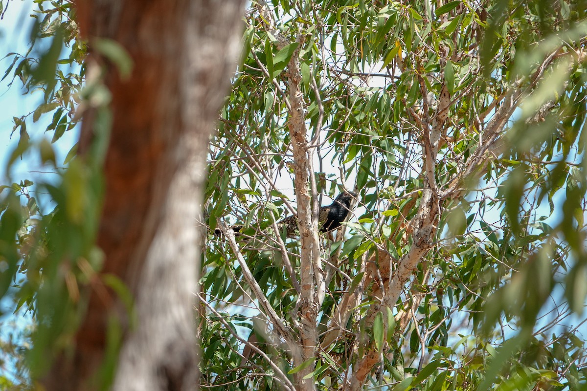 Pheasant Coucal (Pheasant) - ML623906248