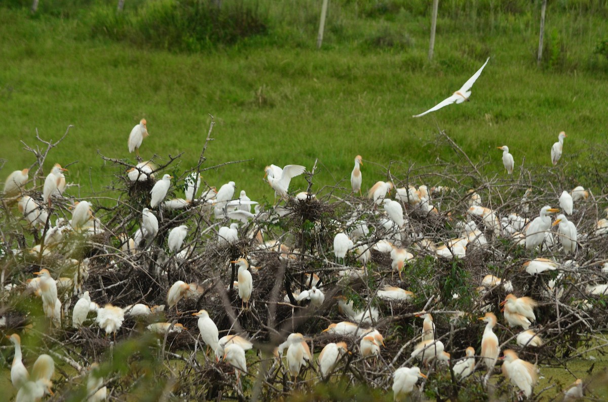 Western Cattle Egret - Pablo G. Fernández🦅