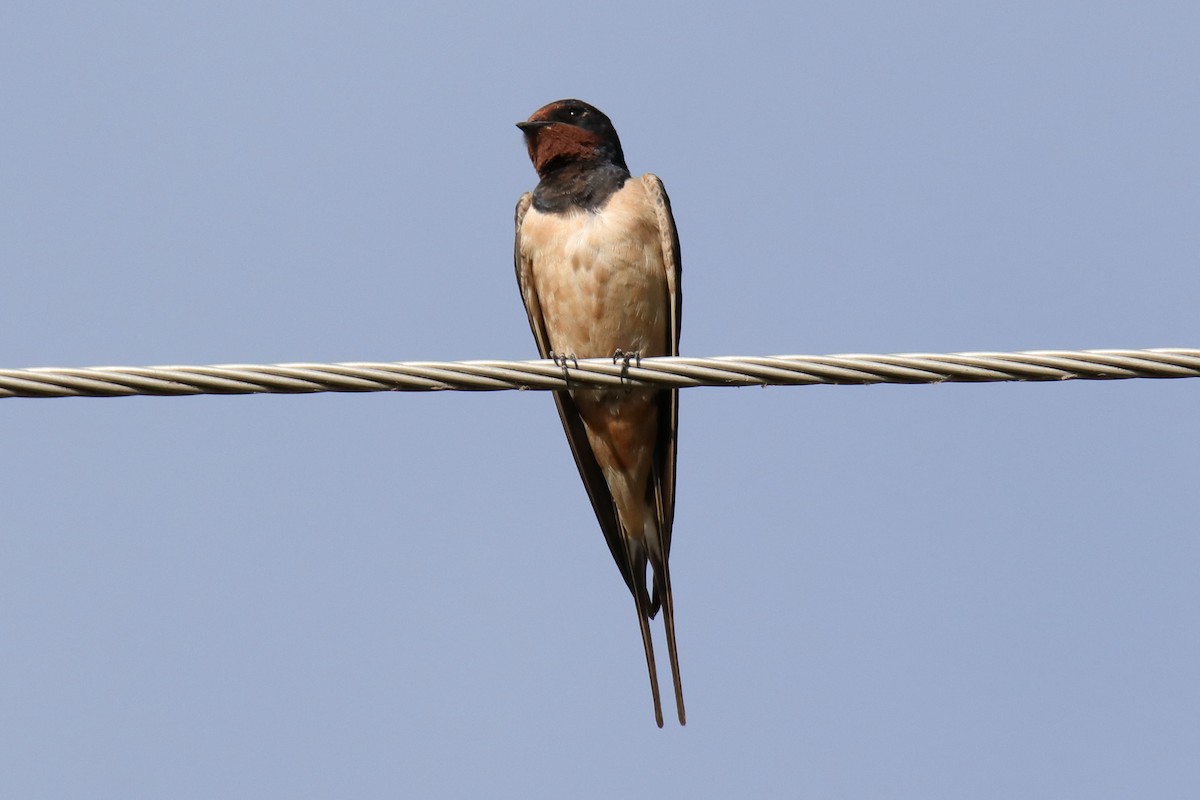 Barn Swallow - Antonio Espin Fernandez