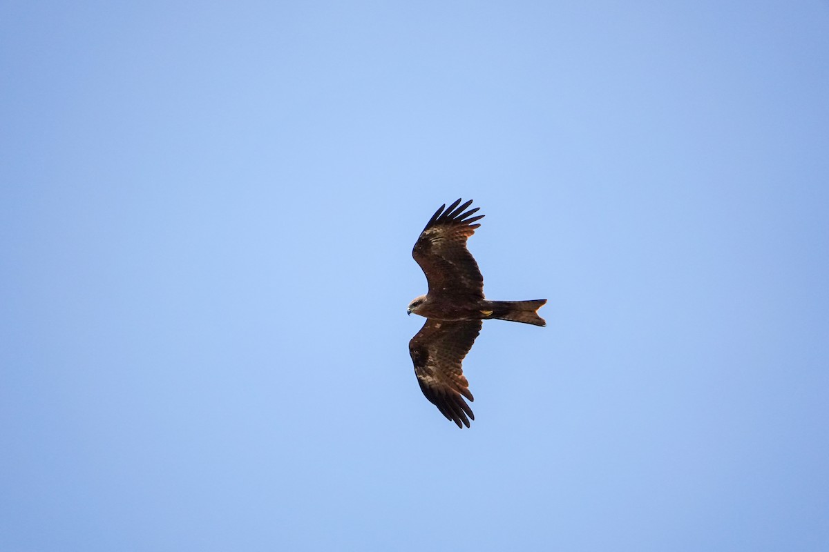 Black Kite (Black) - Guillaume Calcagni