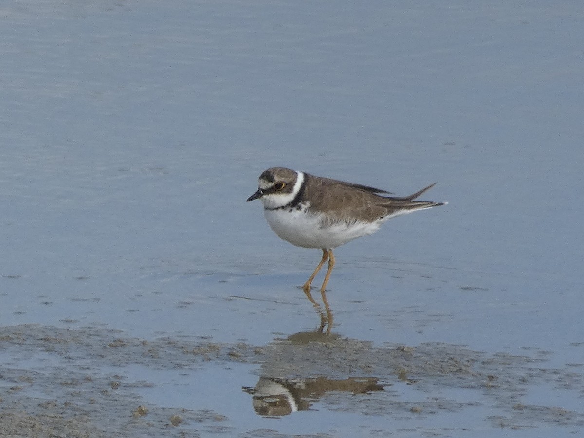 Little Ringed Plover - ML623906296