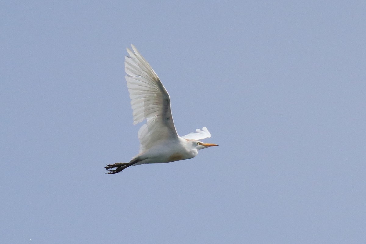 Western Cattle Egret - Antonio Espin Fernandez