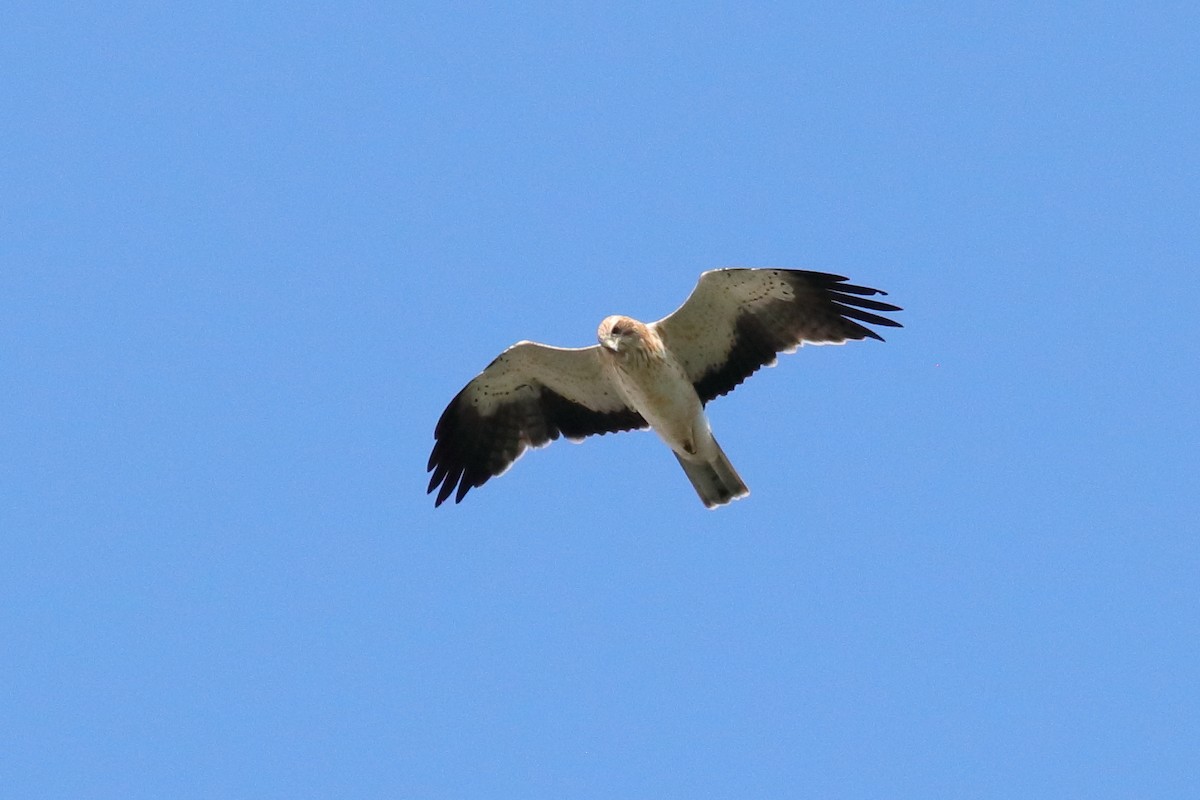 Booted Eagle - Antonio Espin Fernandez