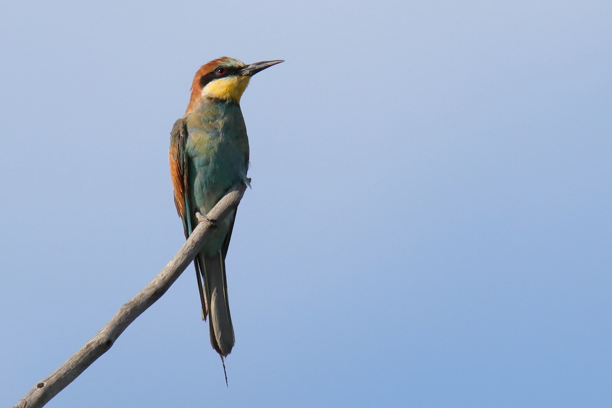 European Bee-eater - Antonio Espin Fernandez