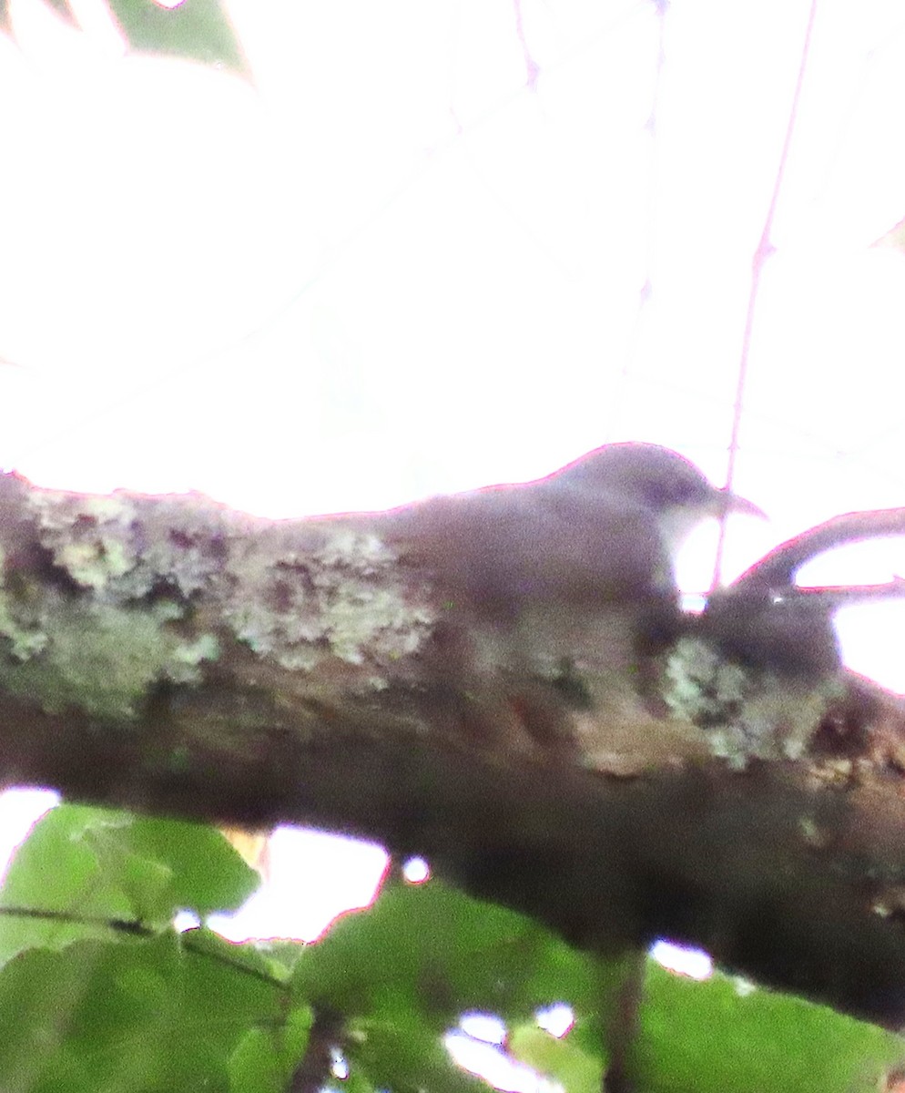 Yellow-billed Cuckoo - Kim Springer