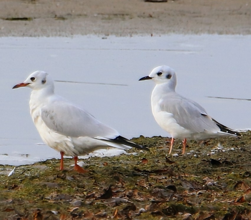 Black-headed Gull - ML623906359