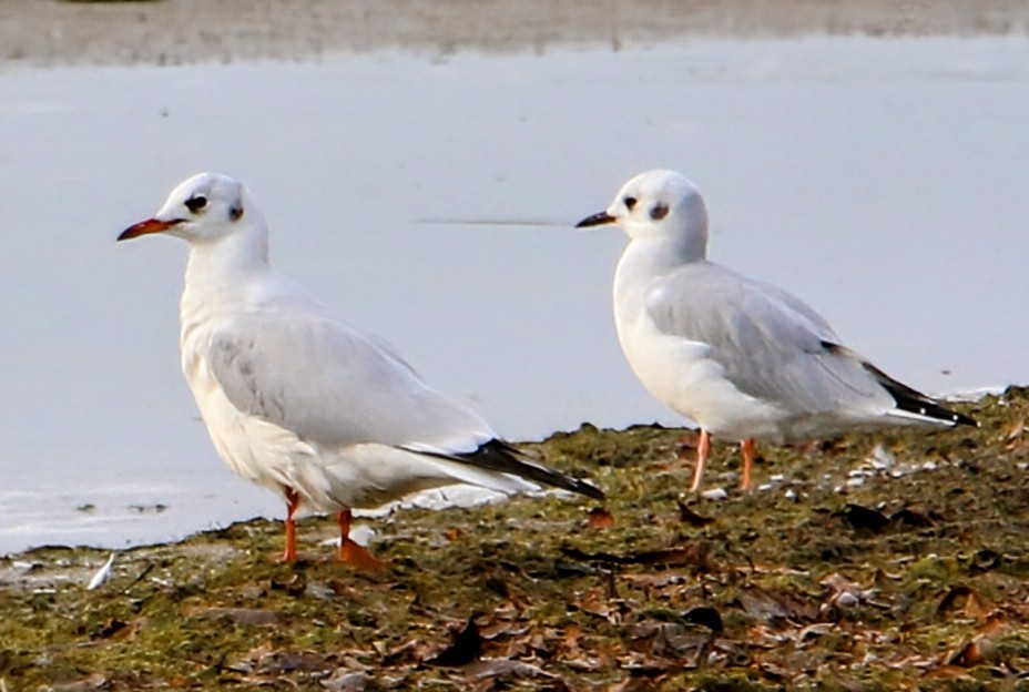 Black-headed Gull - ML623906361