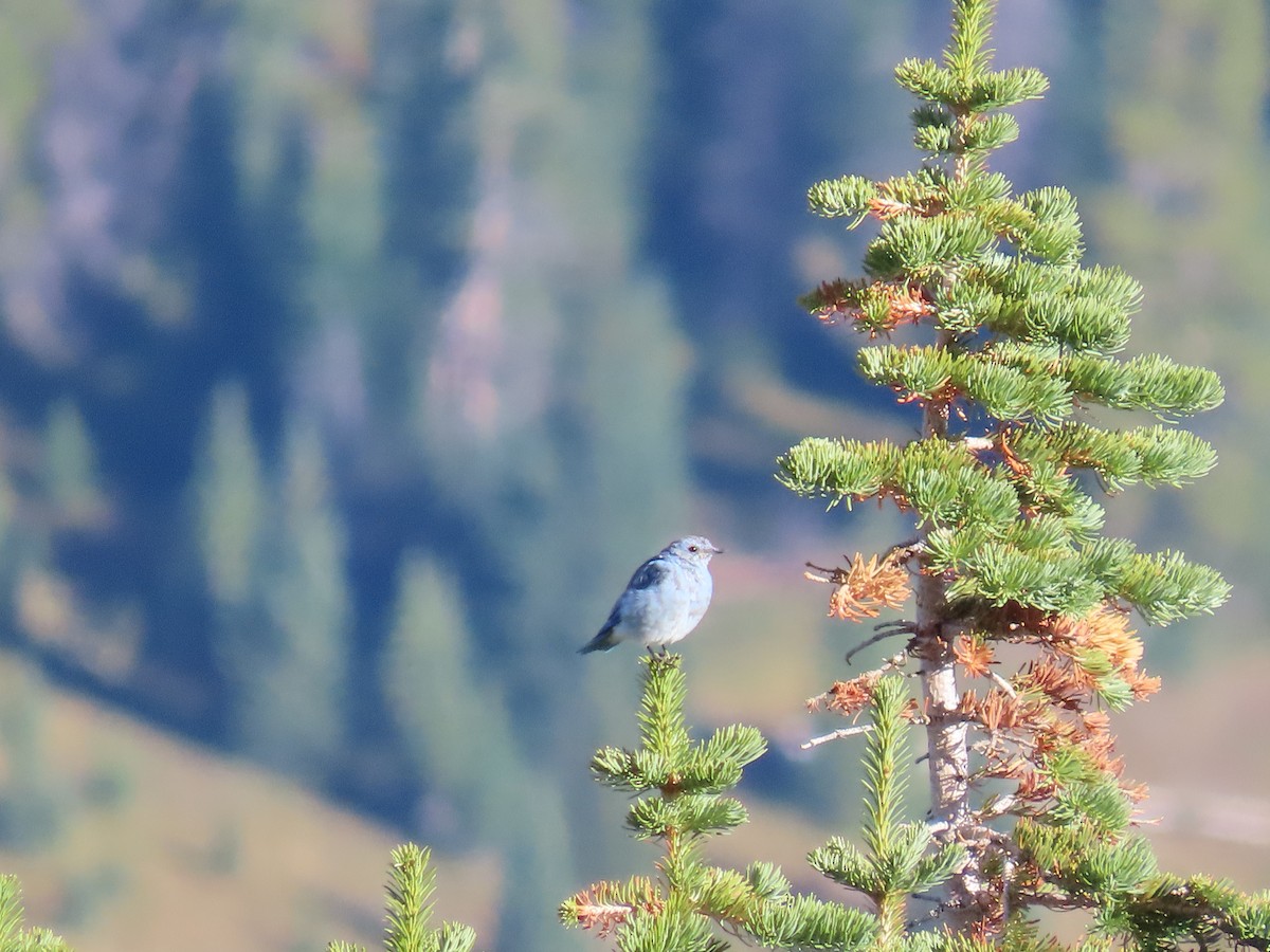 Mountain Bluebird - ML623906362