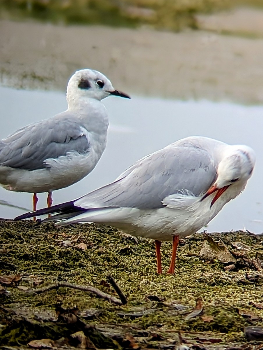 Black-headed Gull - ML623906381