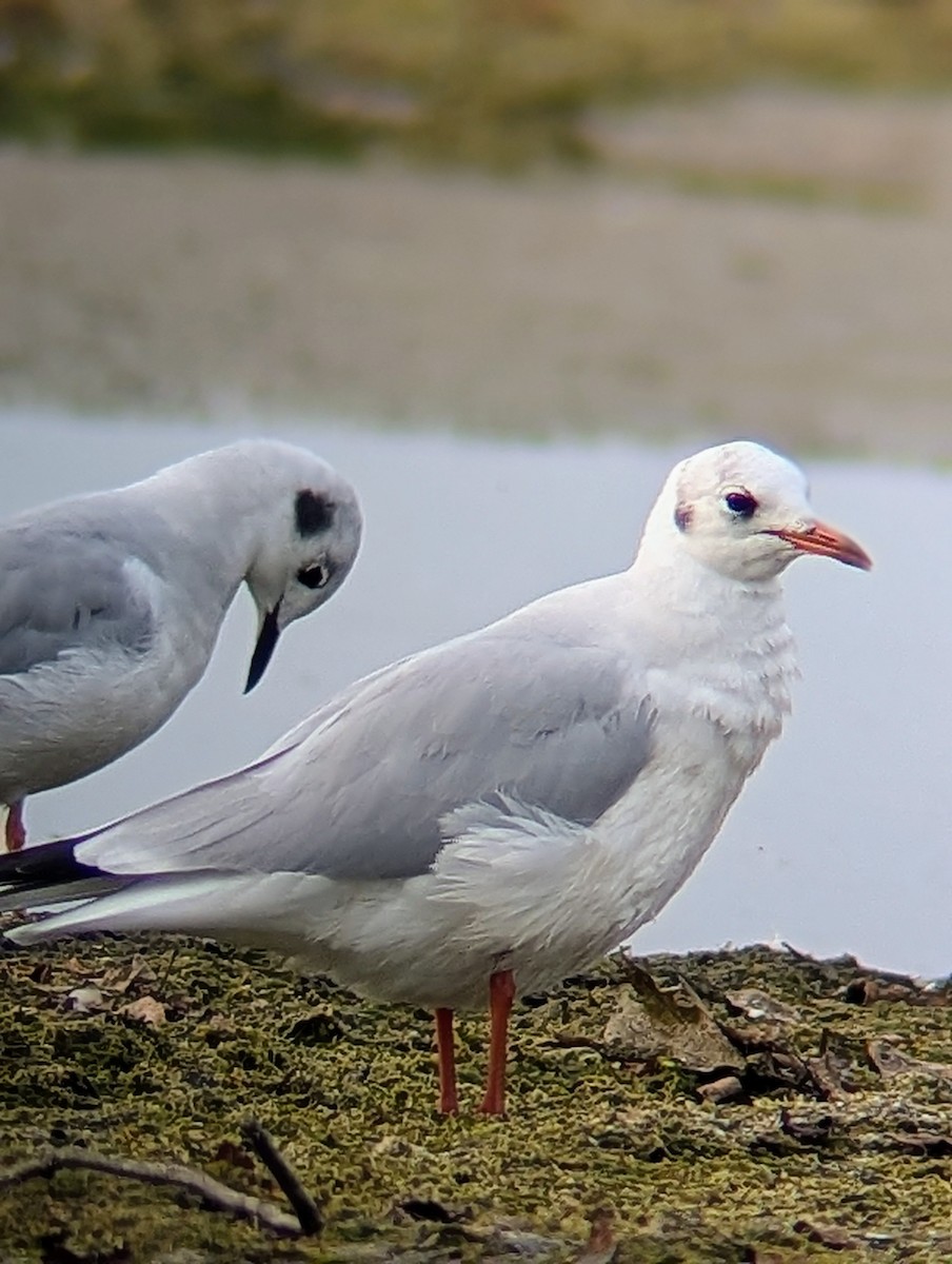 Black-headed Gull - ML623906382