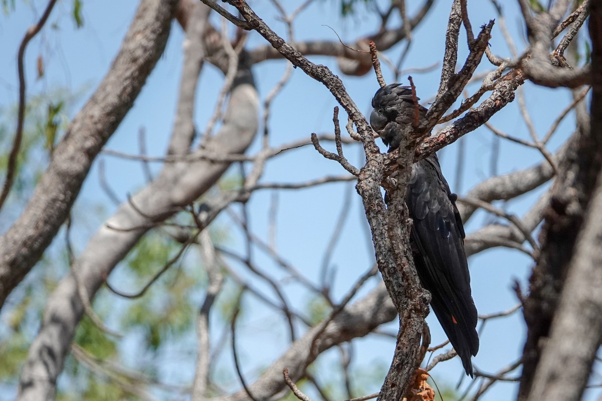 Red-tailed Black-Cockatoo - ML623906384