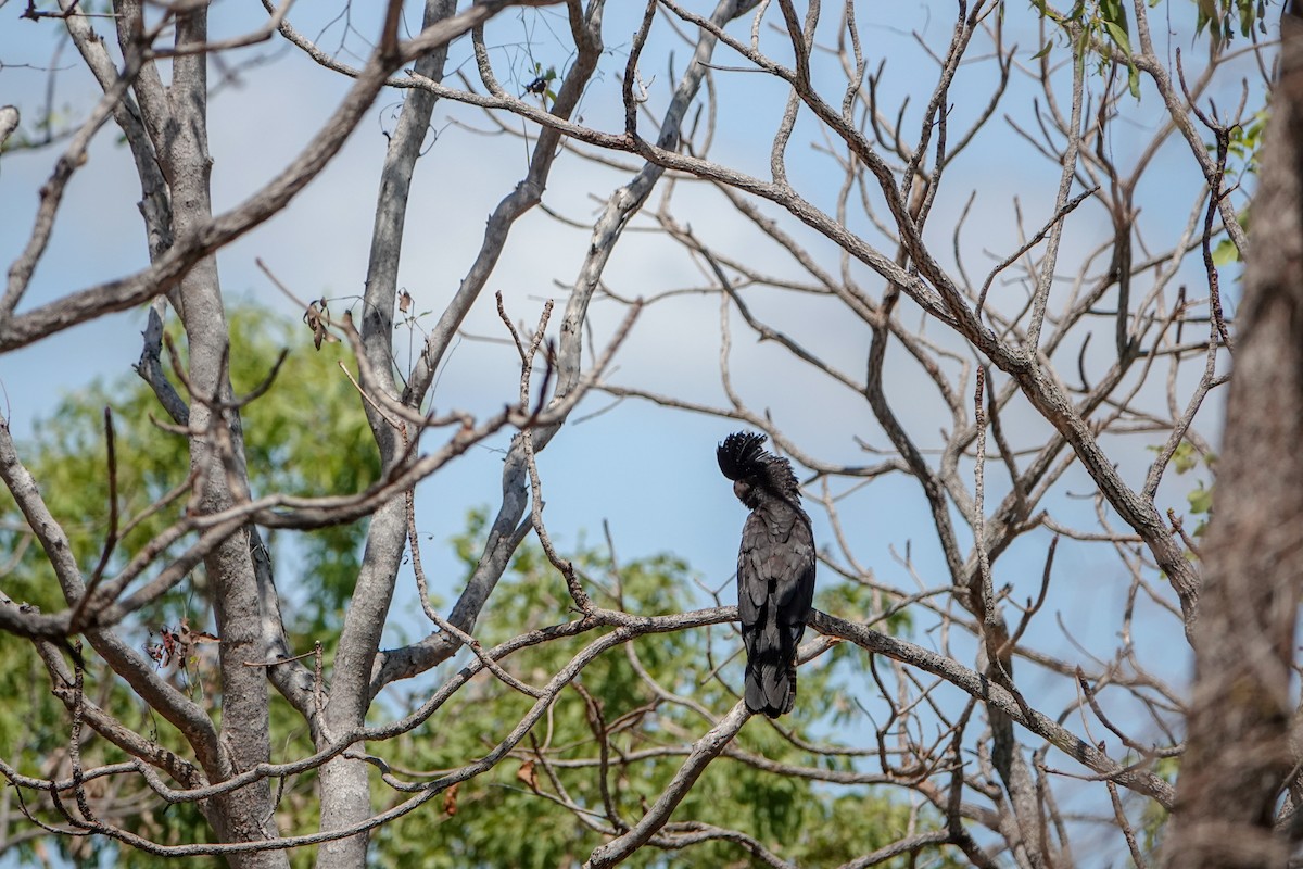 Red-tailed Black-Cockatoo - ML623906387