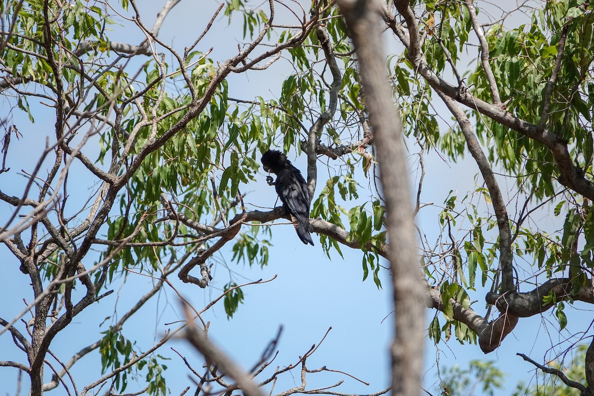 Red-tailed Black-Cockatoo - ML623906390