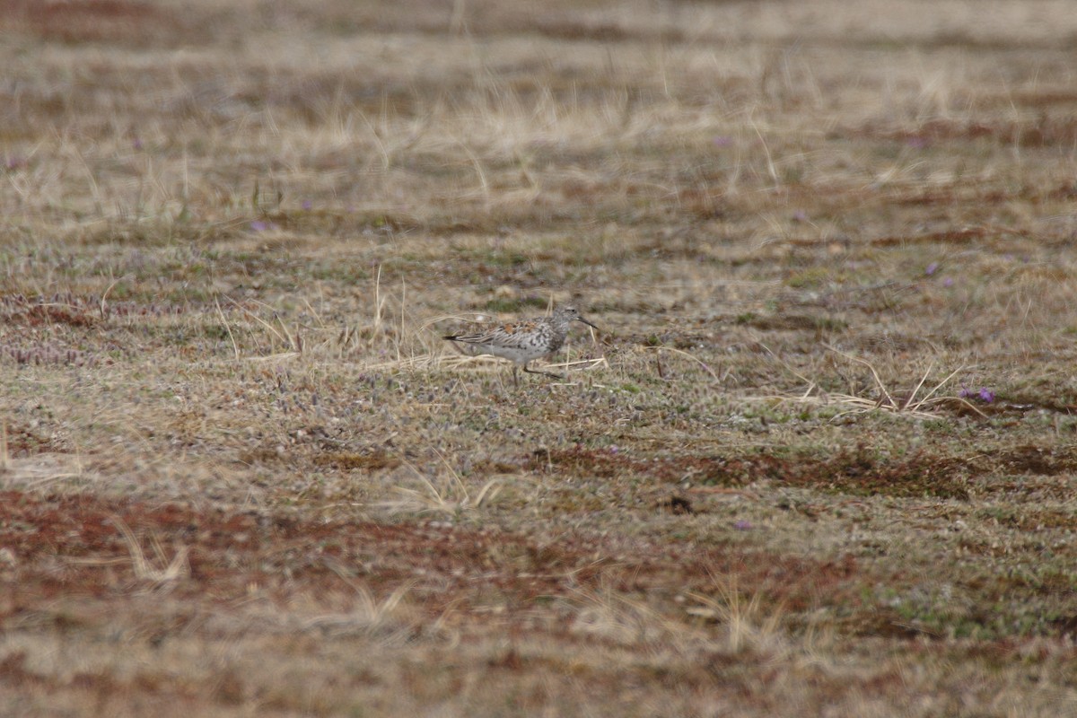 Great Knot - ML623906403