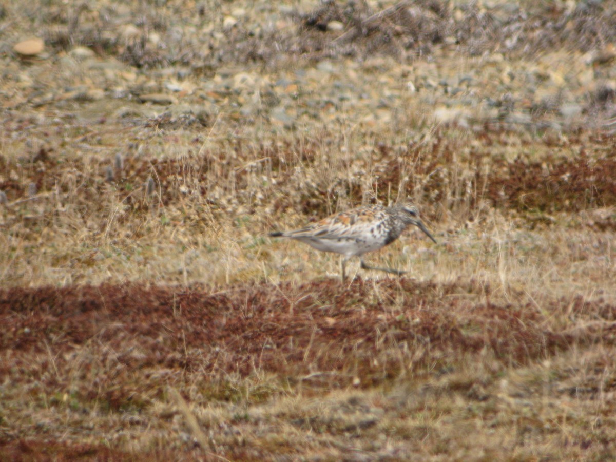 Great Knot - ML623906415