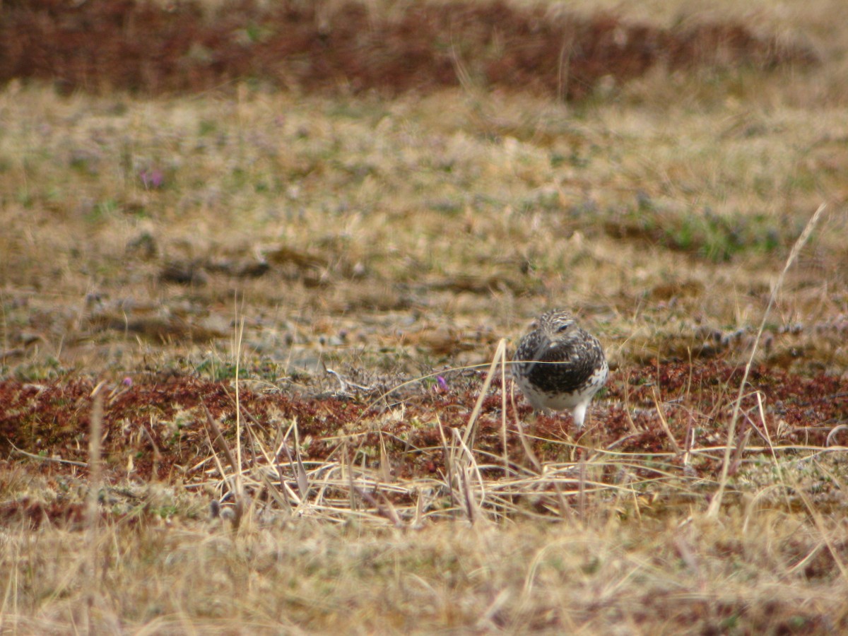 Great Knot - ML623906421