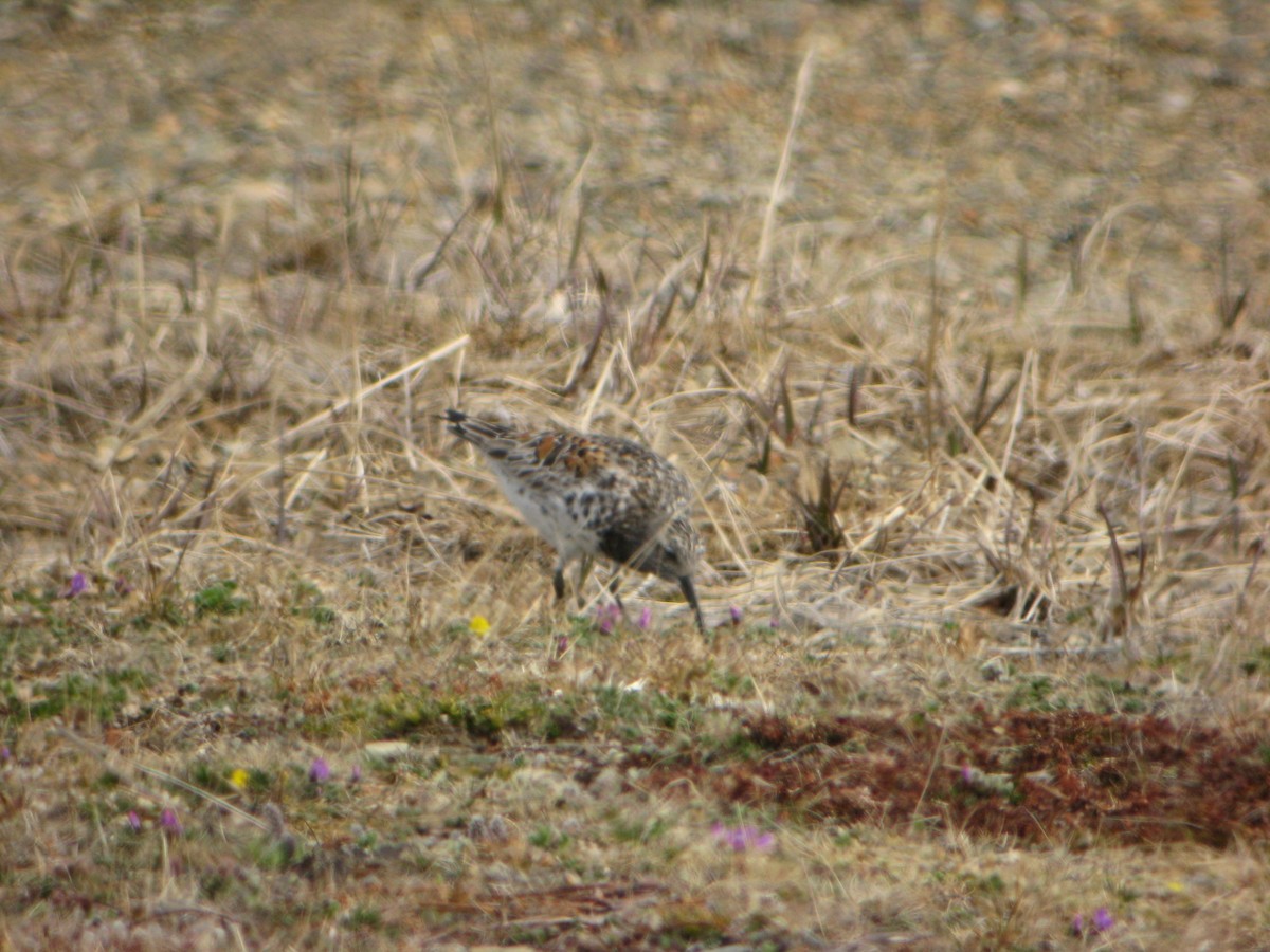 Great Knot - ML623906424