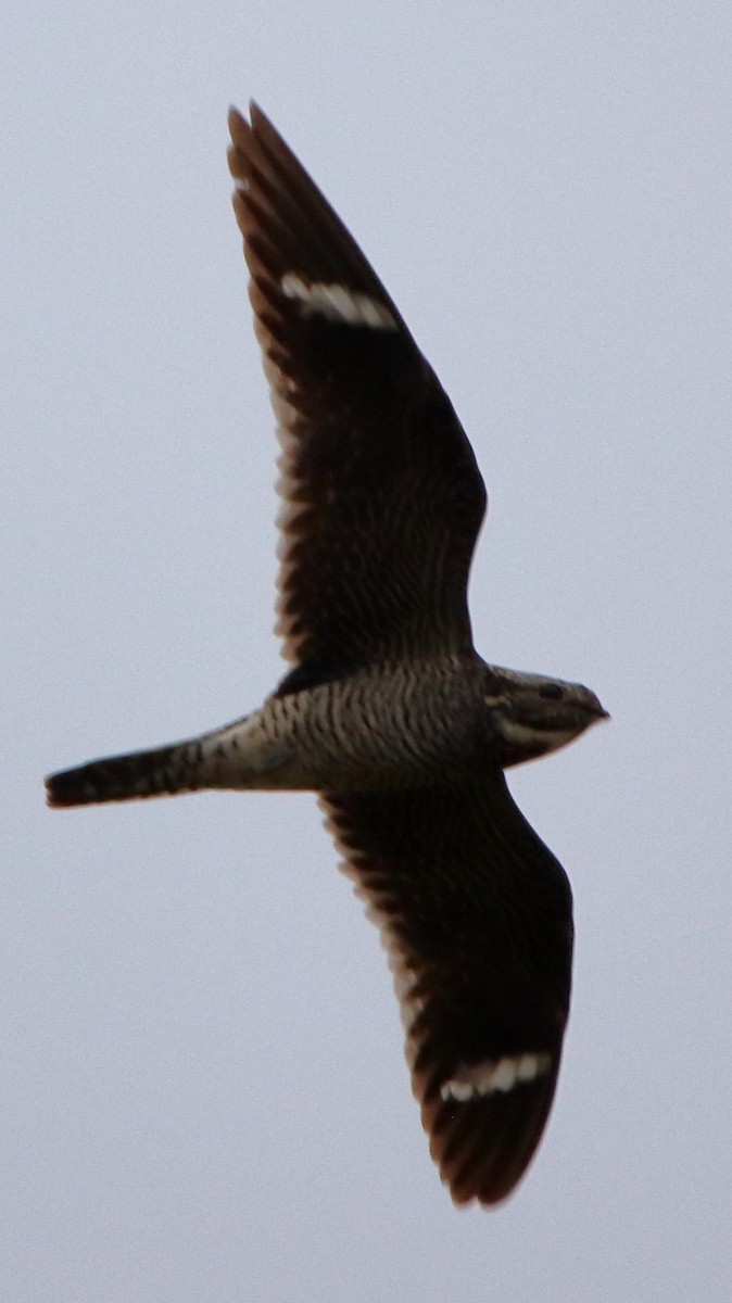 Common Nighthawk - ML623906465