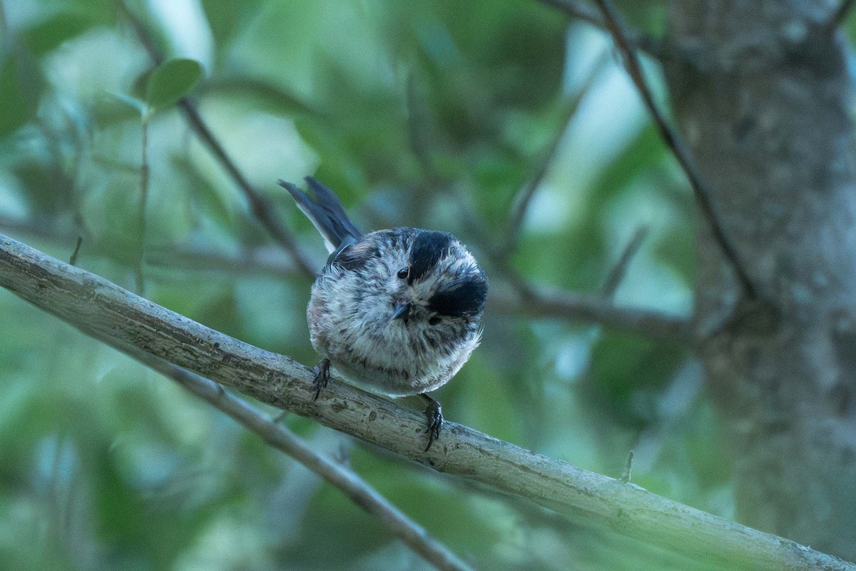 Long-tailed Tit - ML623906467