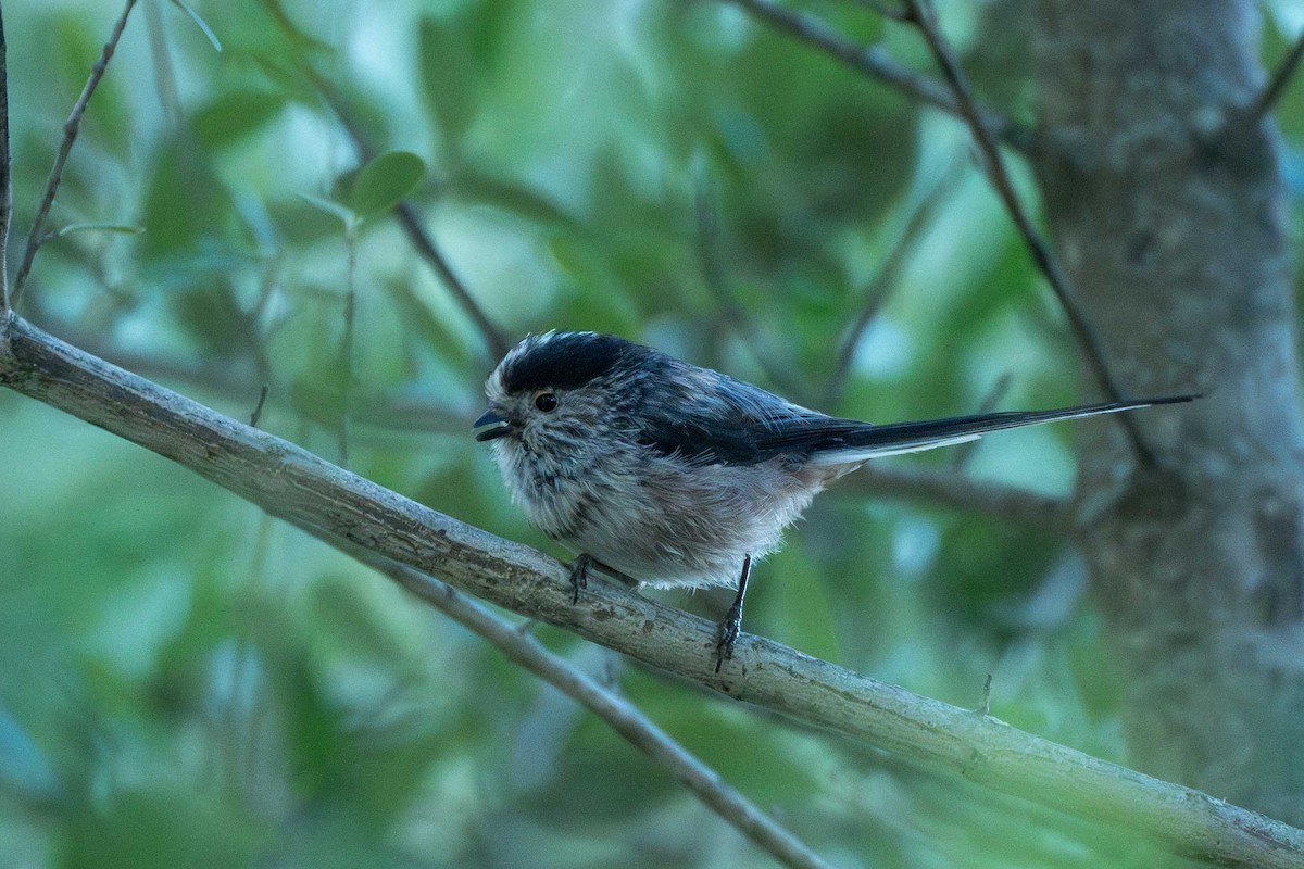 Long-tailed Tit - ML623906468